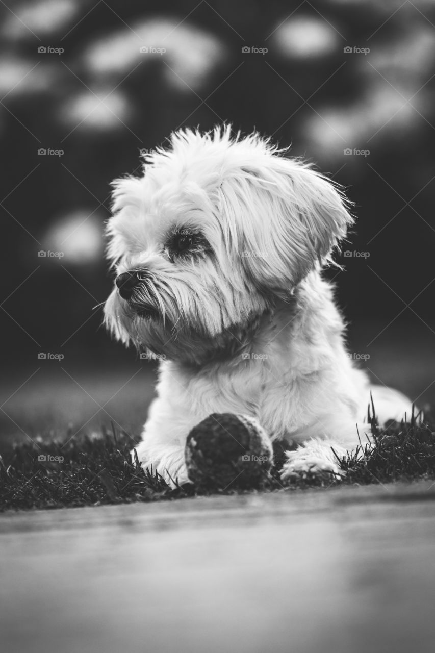 A black and white portrait of a small white boomer dog and its ball ready to play fetch and have some fun.