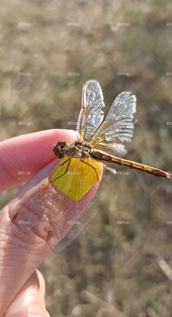 dragonfly on a female hand close up mobile photography