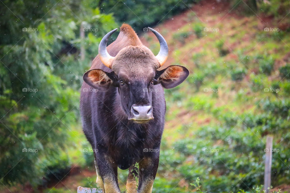 bison in rain