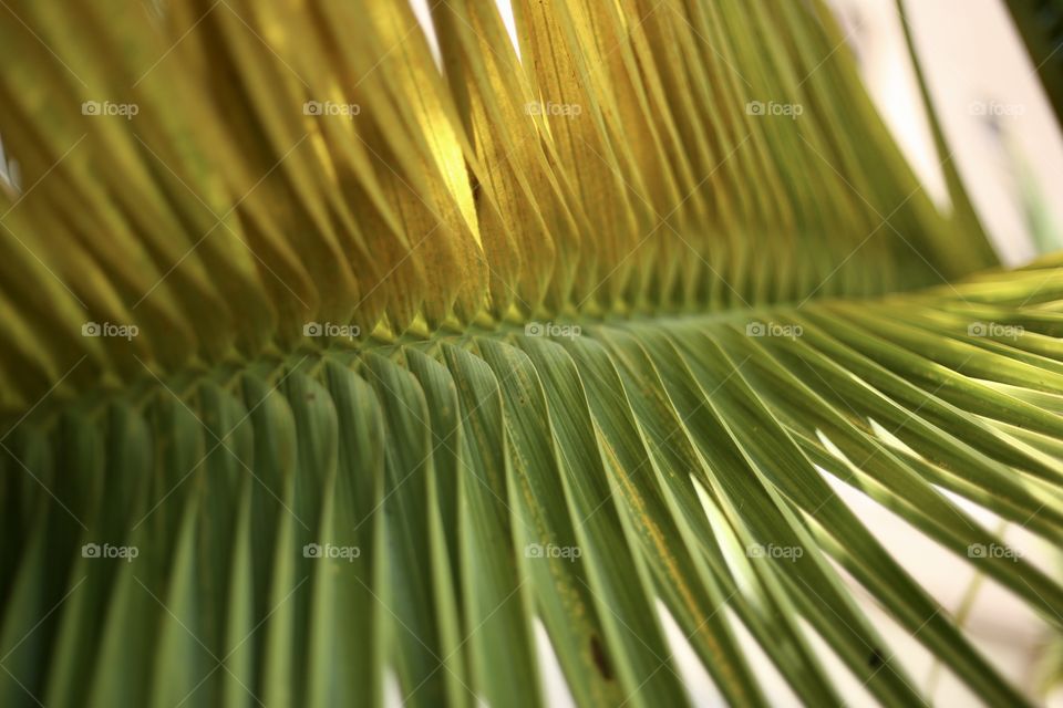 palm leaf