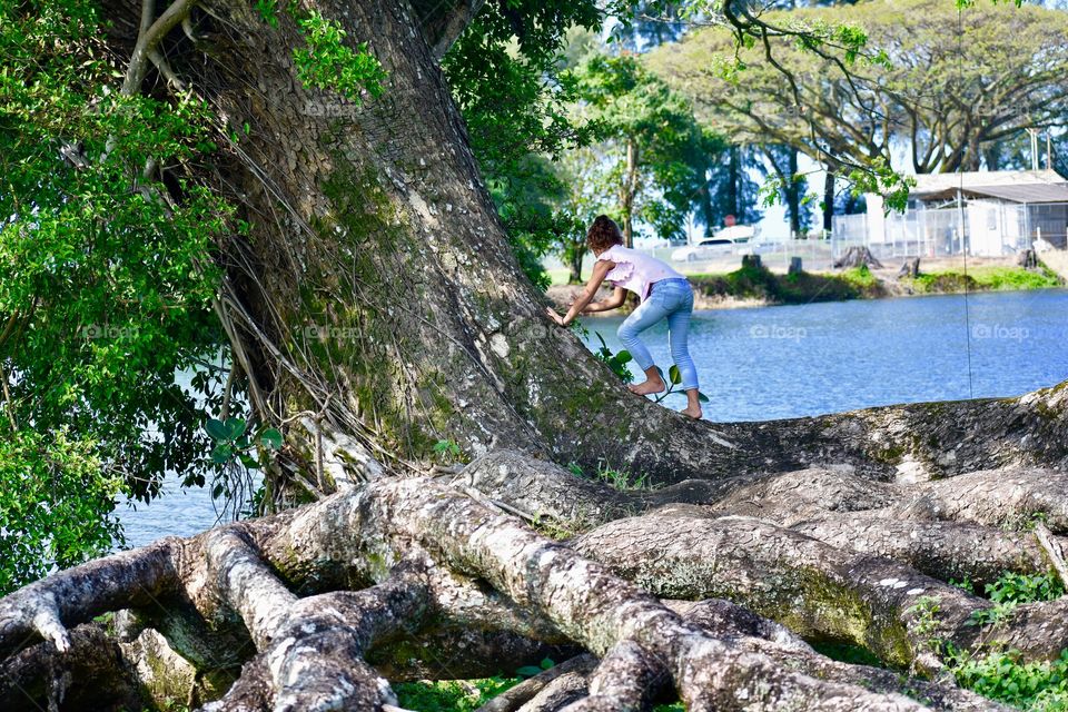 Tree climbing along the water at Wailoa River State Park in Hilo on the Big Island of Hawaii.