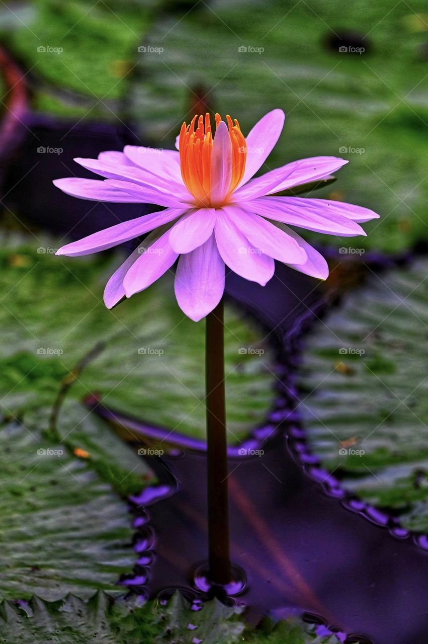 Lotus Flower in the pond 