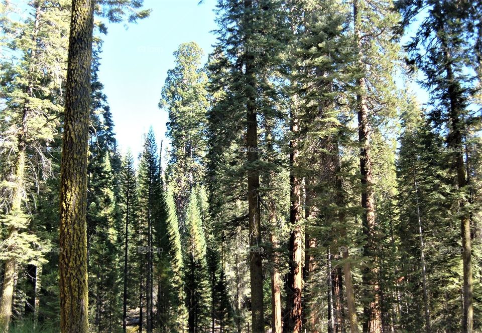 Yosemite National Park 