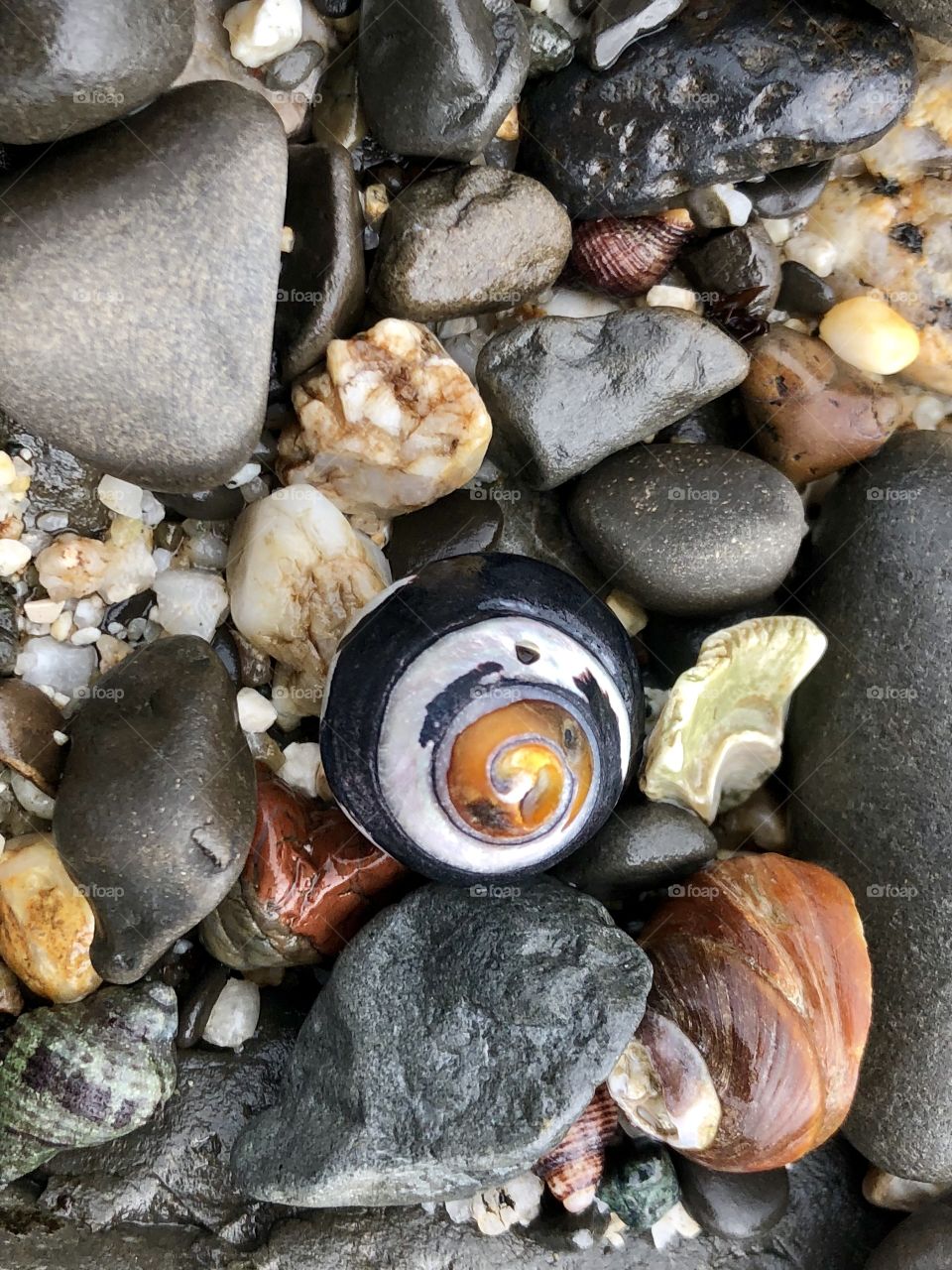 Seasnails shells on the beach 