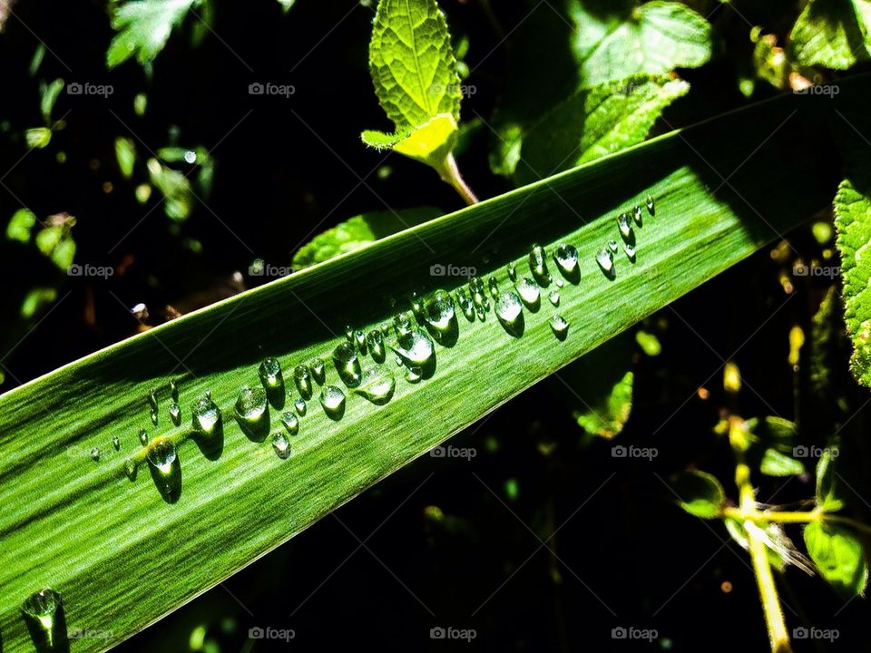 Rain drops along the leaf 