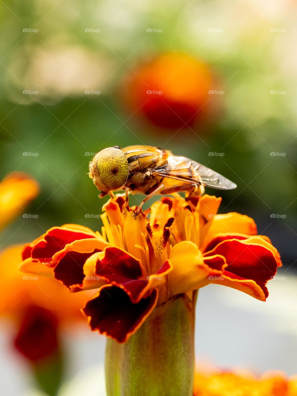 Pollinators