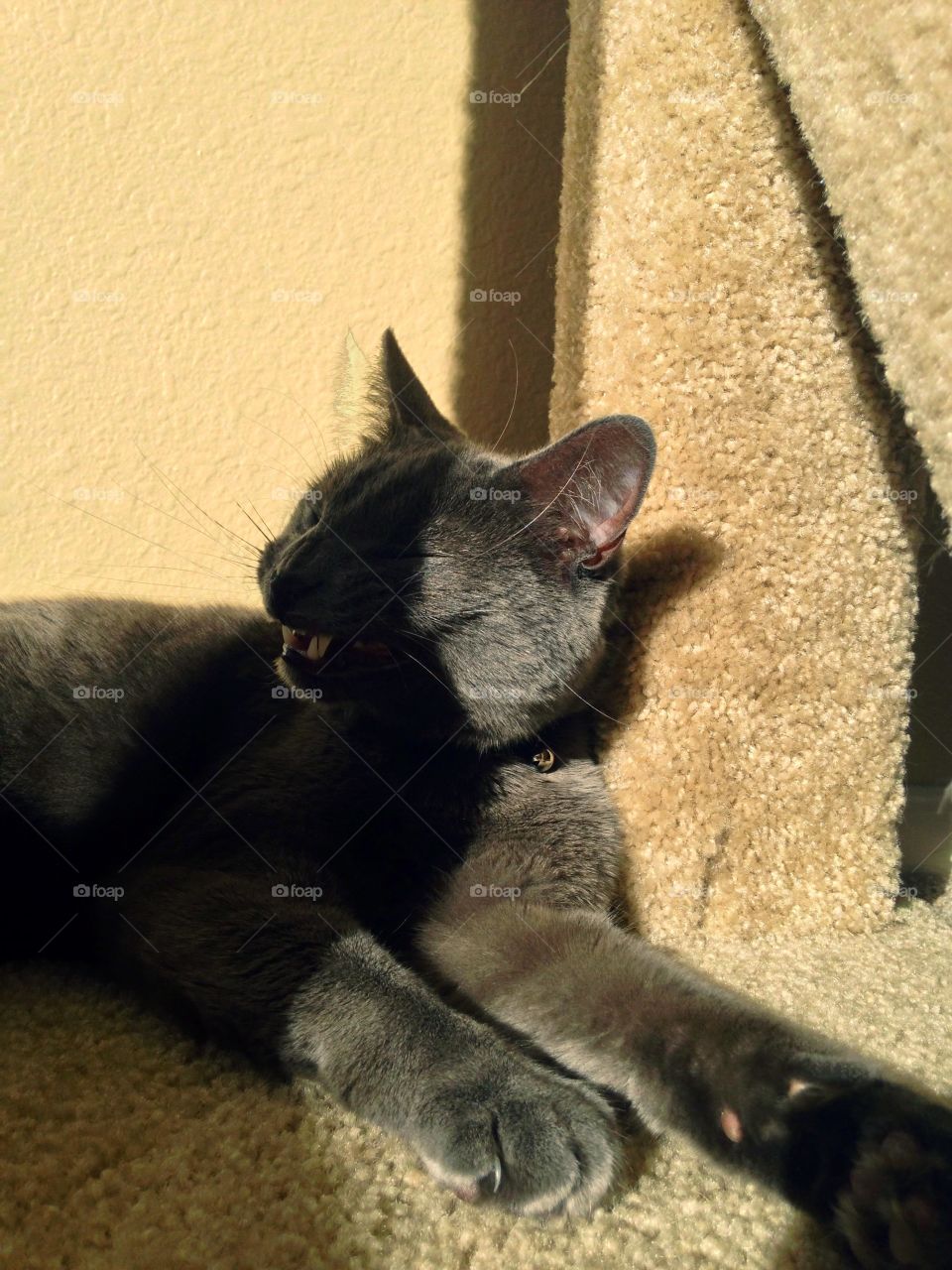 Pretty kitty sunning 