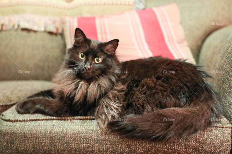 Dark fluffy long haired cat laying on sofa or couch