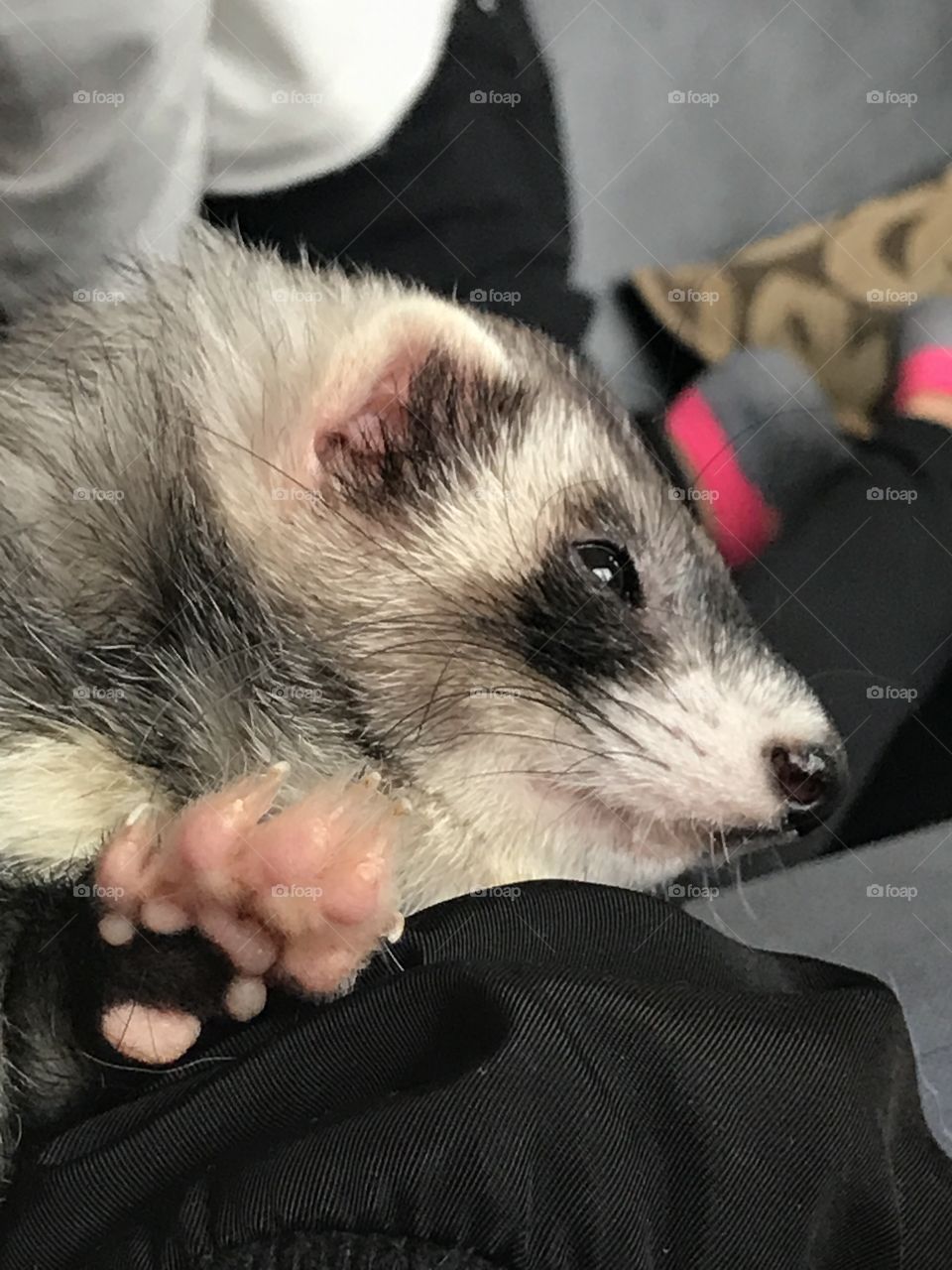 Ferret