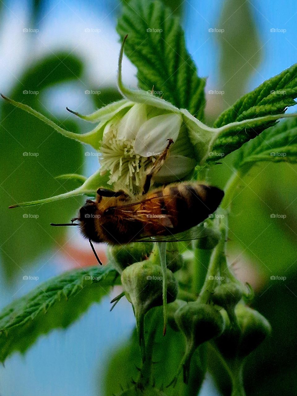 bee on flower