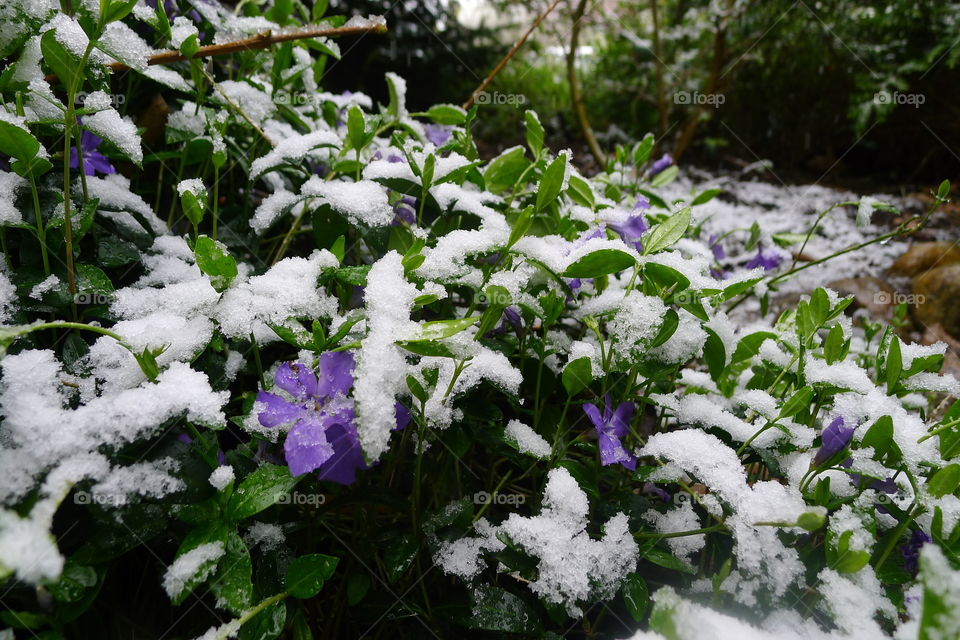 snow frühling spring winter flower blumen lila