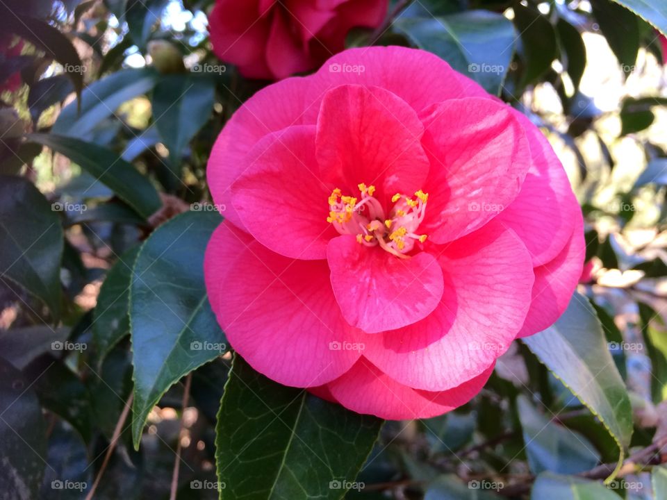 Camellia in bloom