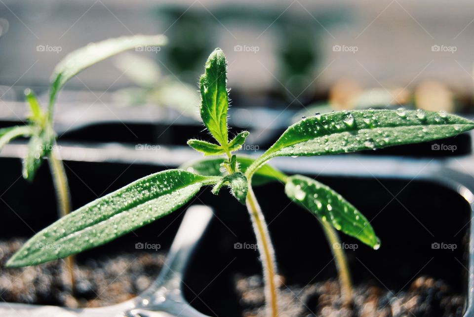 View of plants