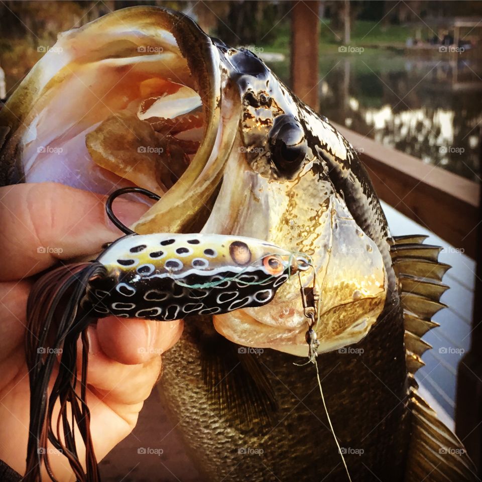 No Person, Nature, Luxury, Traditional, Fish