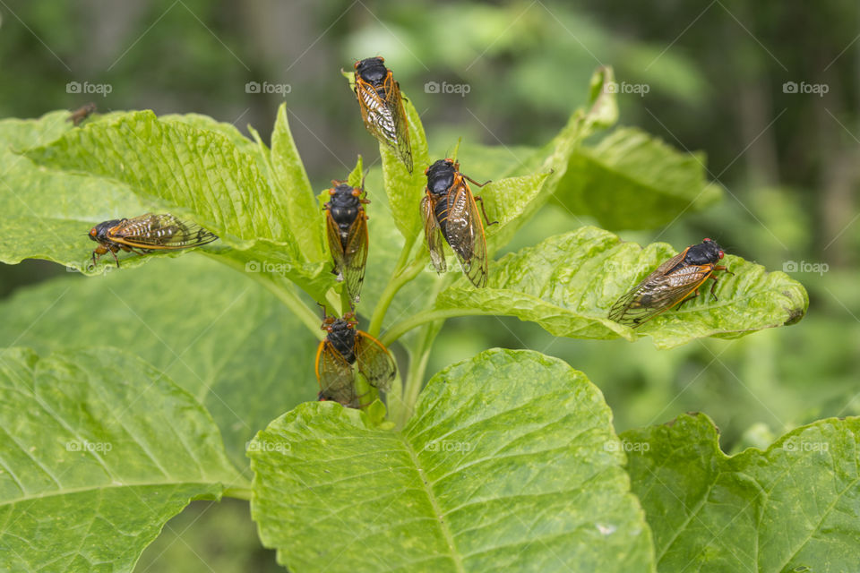 Cicadas on leaves