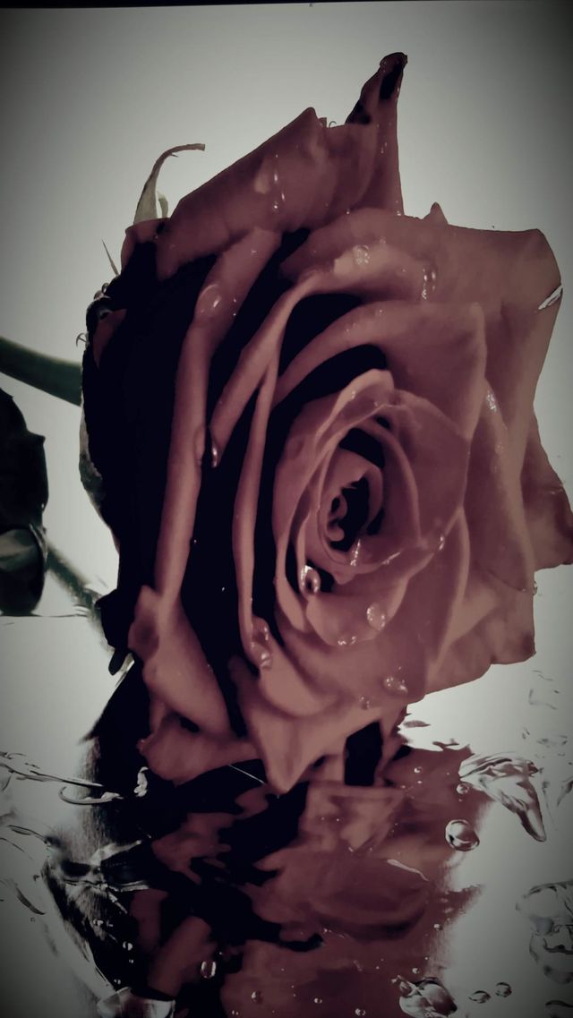 Red rose