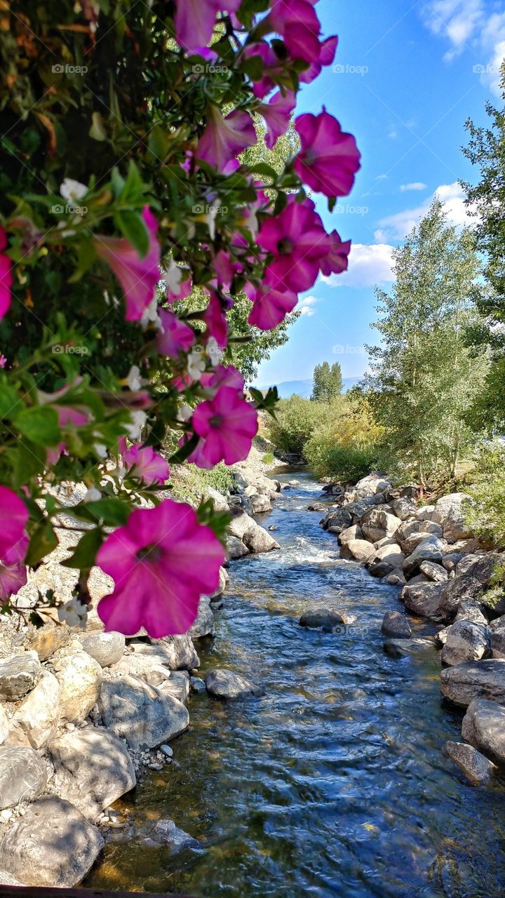 Late summer in the high country of Colorado finds beautiful flowers, crystal rivers and blue sky.