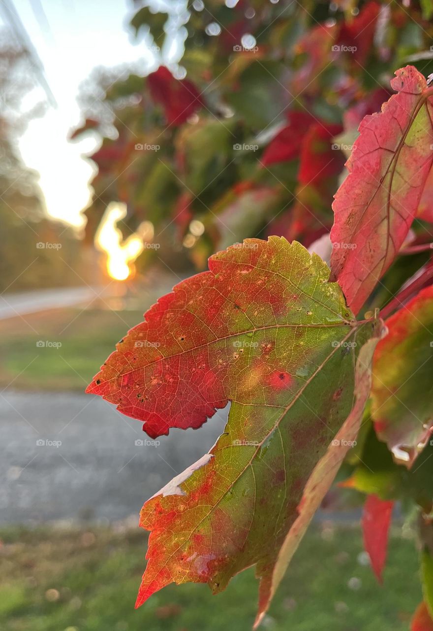 Fall Foliage at Sunset