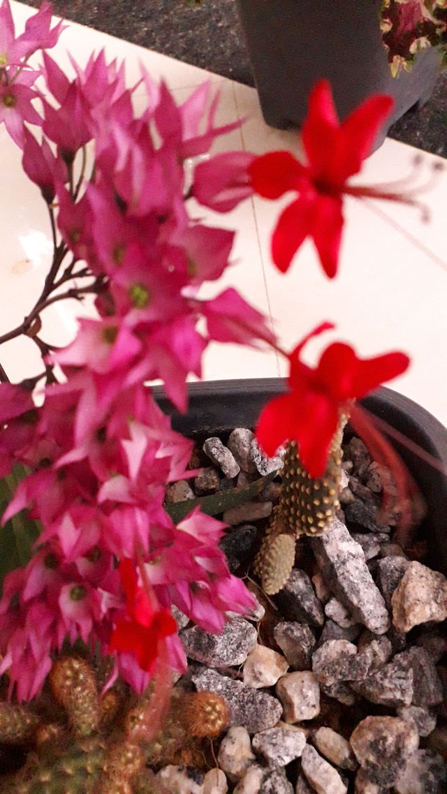 flores