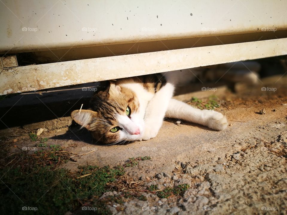 Cat laying down under the fence.