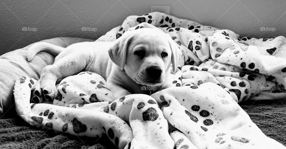 Polar White Lab puppy