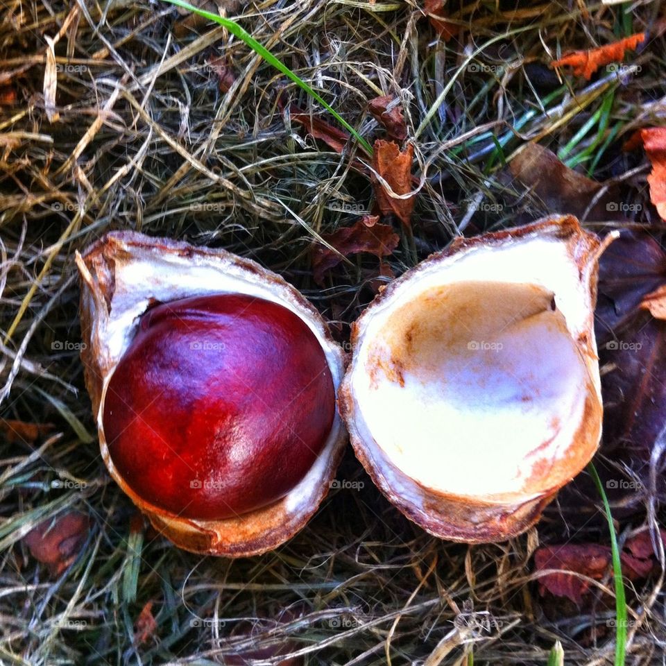 Conker