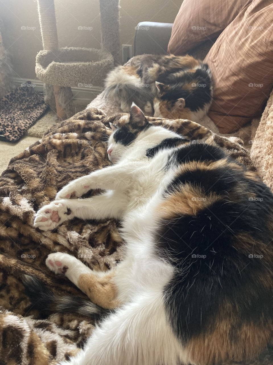 Calico sisters’ cat nap