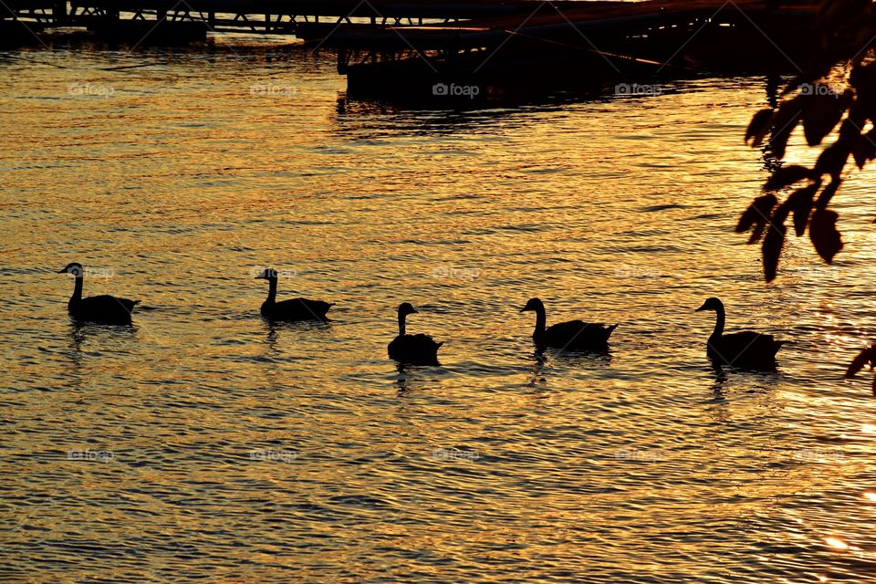 Ducks at sunset in Indiana 