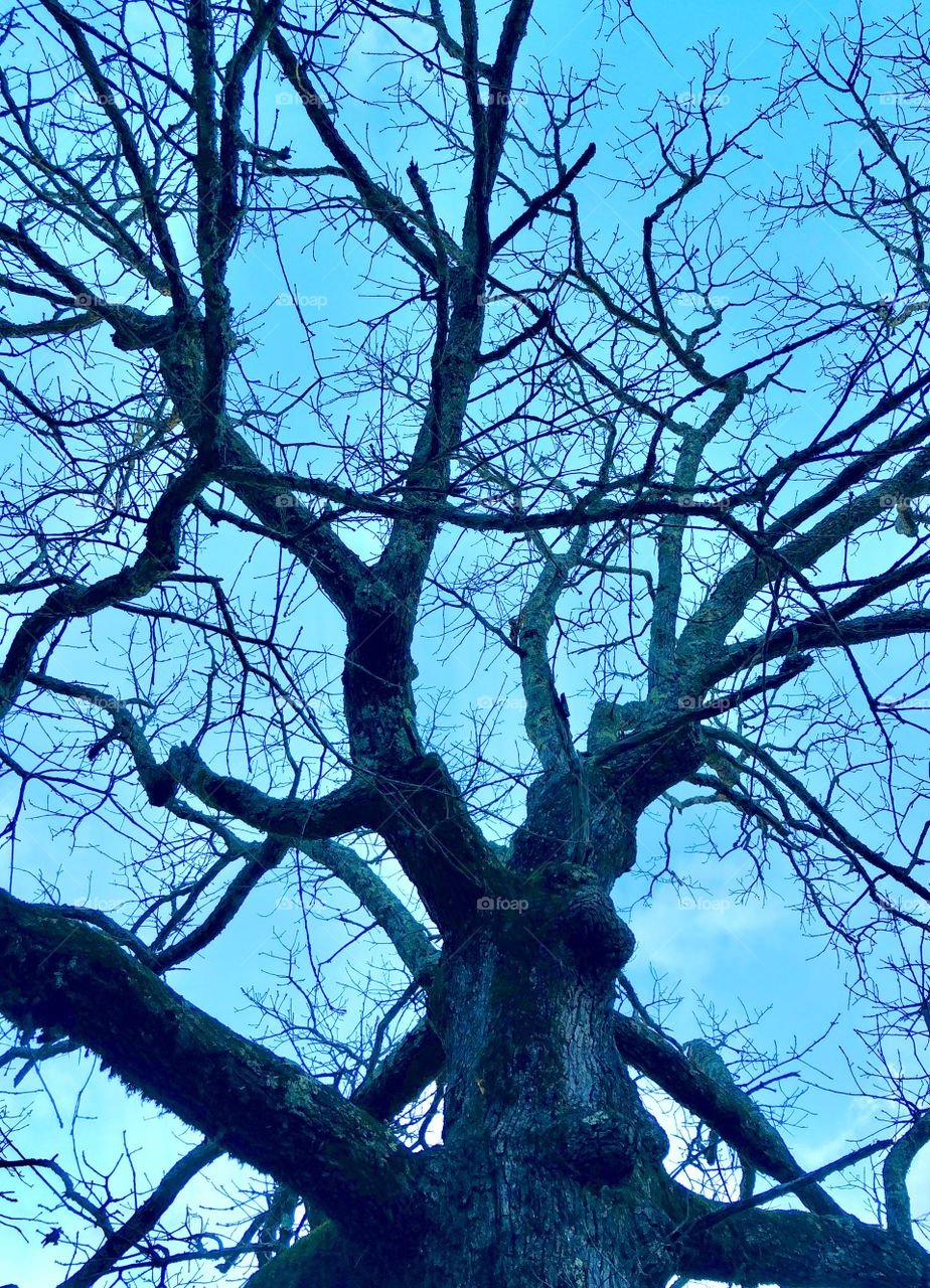Bare tree in late autumn 