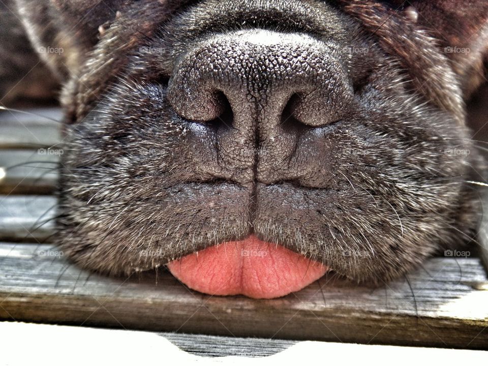 Close-up of pug dog
