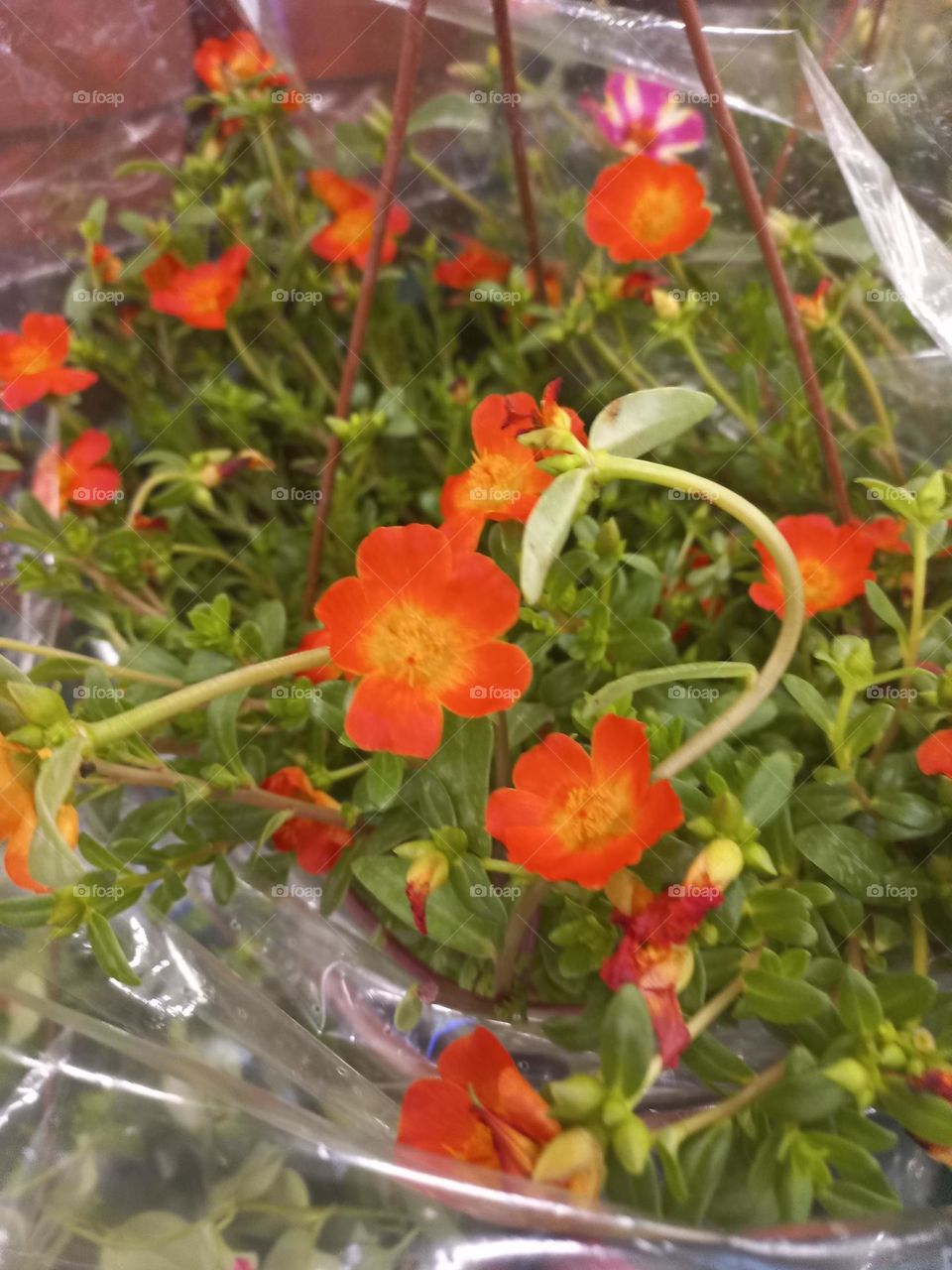 Portulaca umbraticola, também  conhecida, como beldroega, é uma suculenta perene anual ou de vida curta no gênero de plantas com flores portulaca