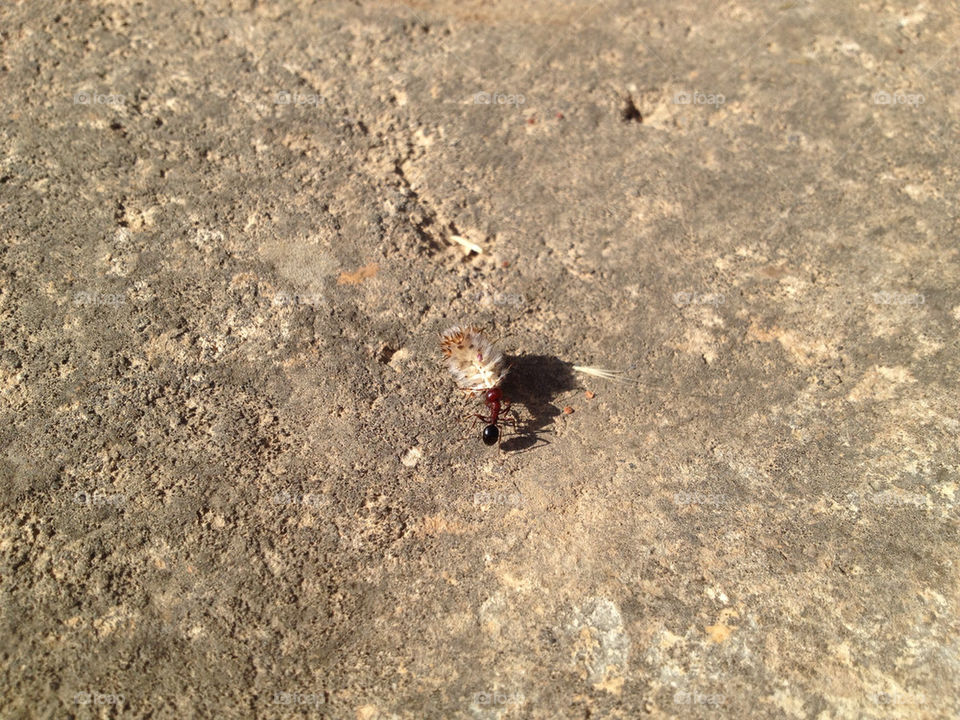 summer power ant rock by a.bilbaisi
