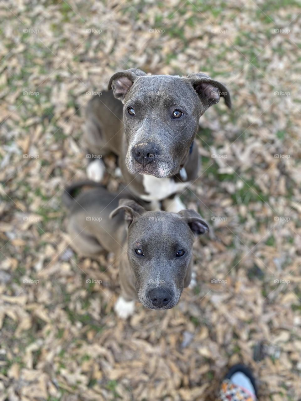 Beautiful blue bullies, Beth and Brizbee! 