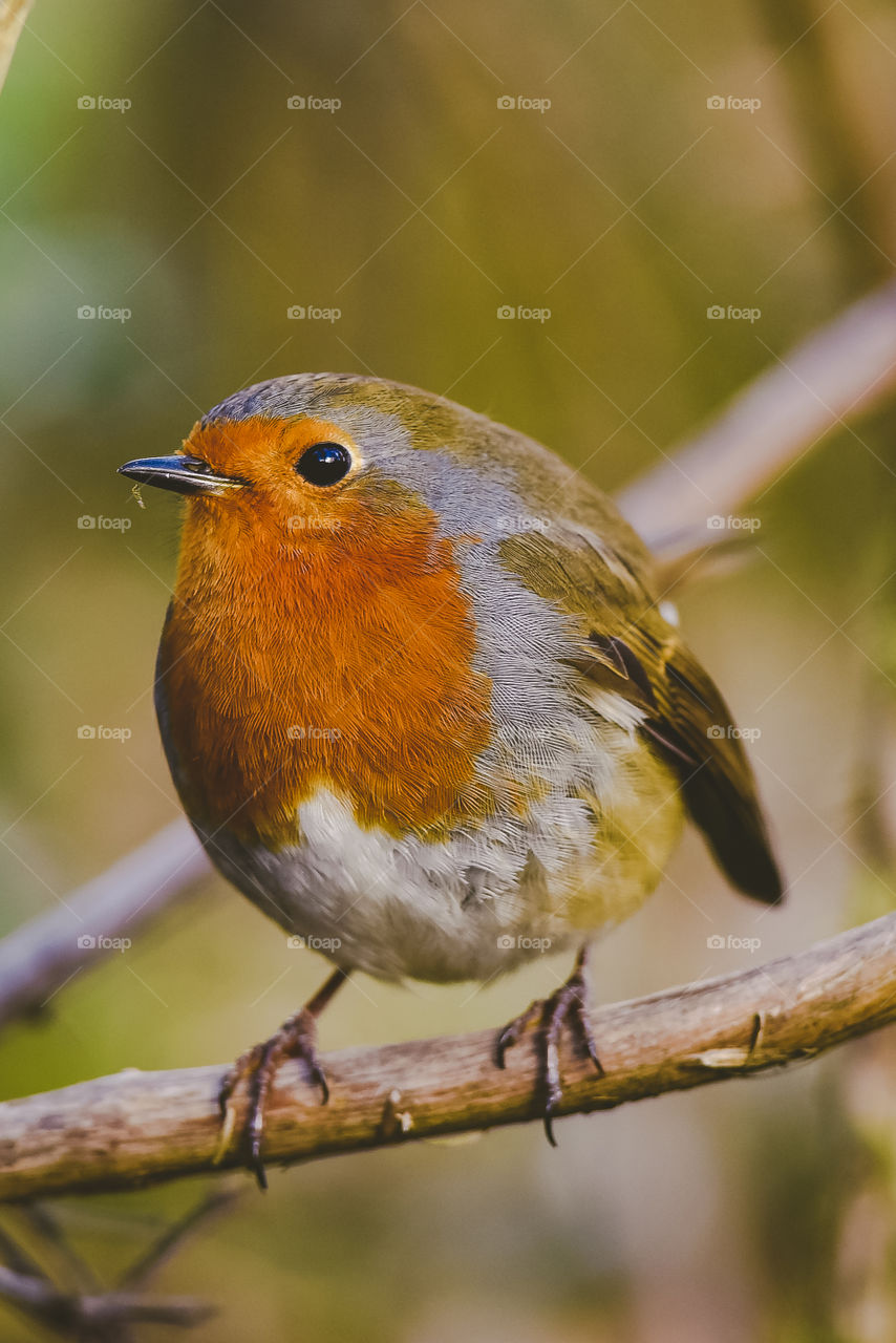 Robin