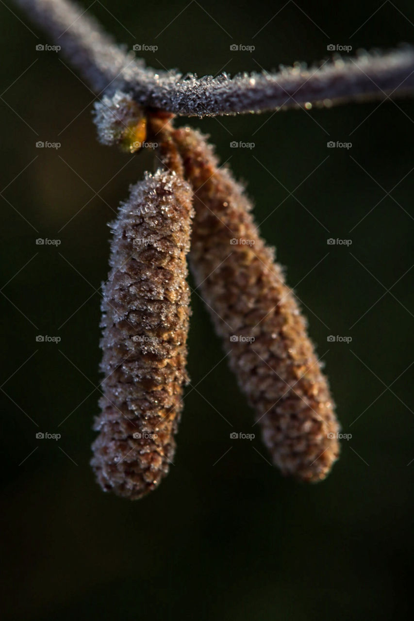 Wann kommt der Frühling? 
