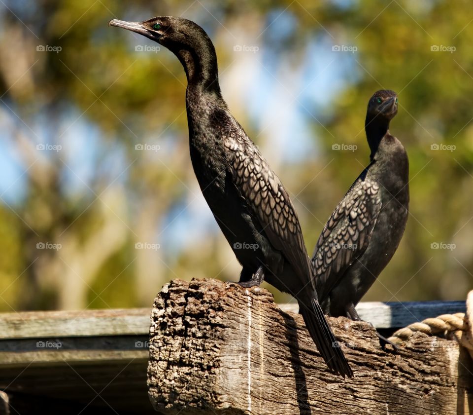 Little Black Cormorant 