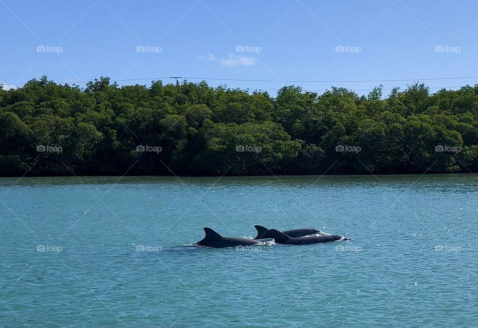 Dolphins 