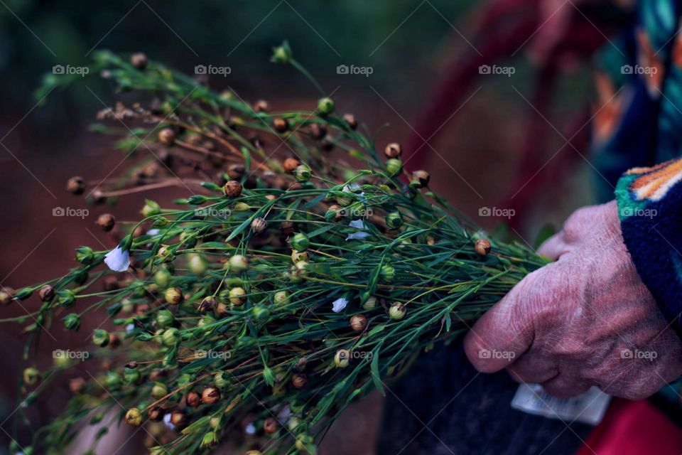 an ordinary autumn bouquet in my grandmother's hand. it has already begun to fly around a little and has become orange and yellow in places, but still beautiful