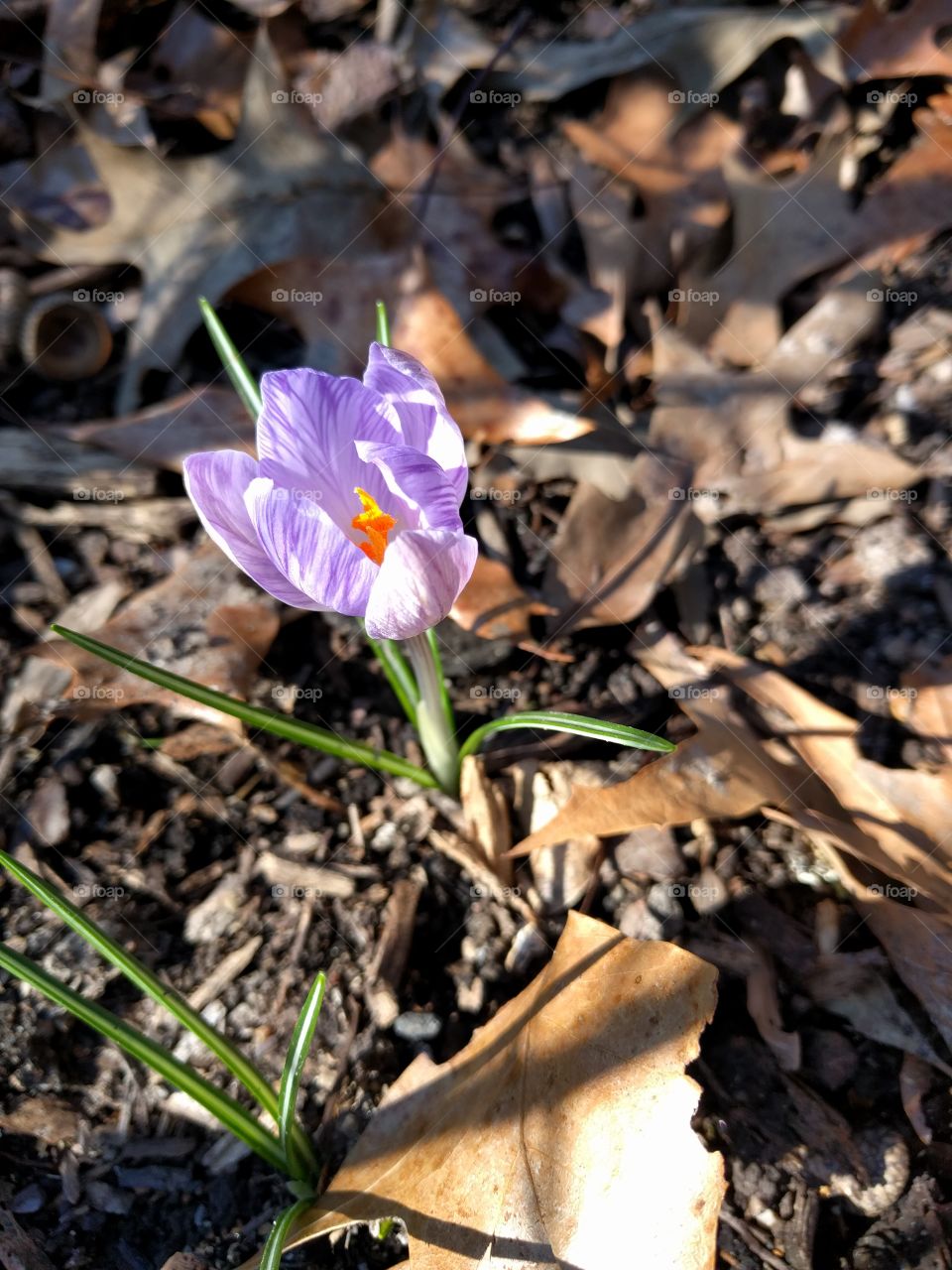 purple crocus and the beginning of spring