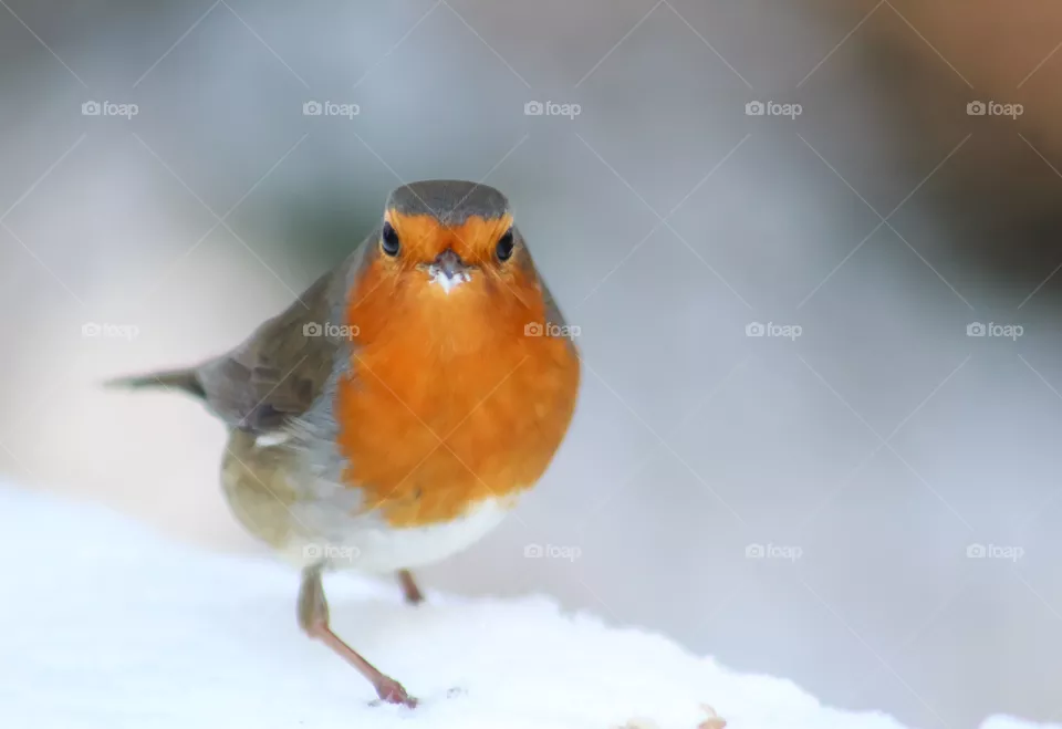Robin in snow, winter is still here