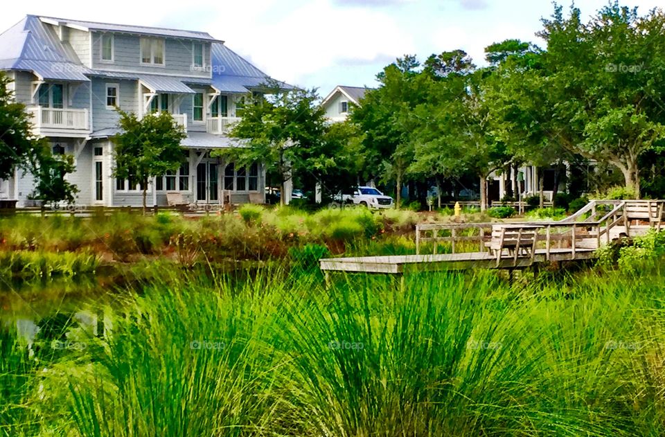 Lush pond in Seaside 