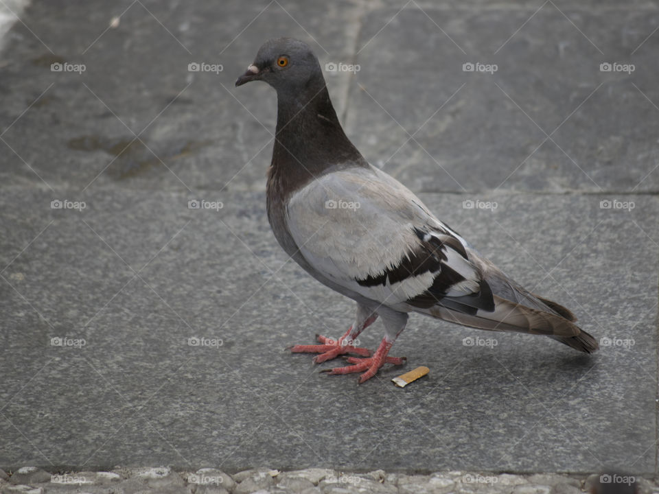 Street dove