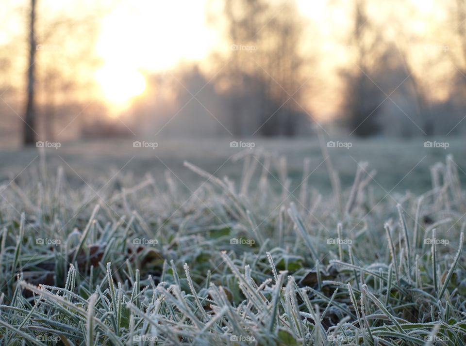 Winter grass leaves - frost