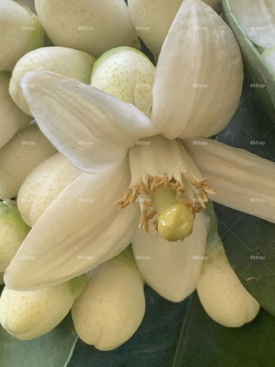 Pomelo flower