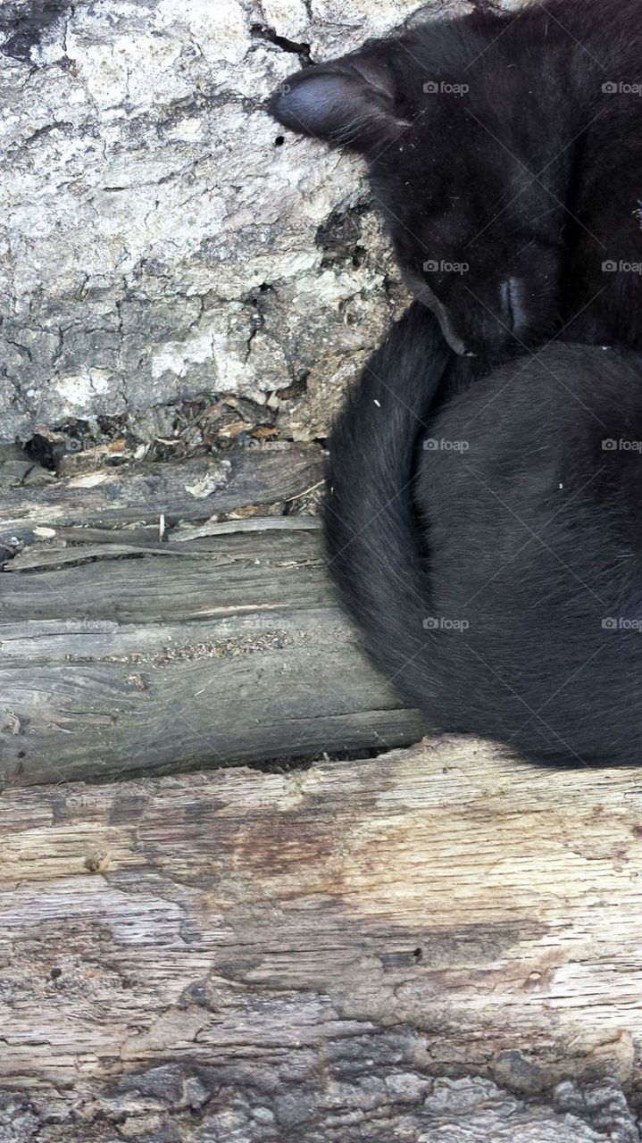 Black kitten sleeping on logs