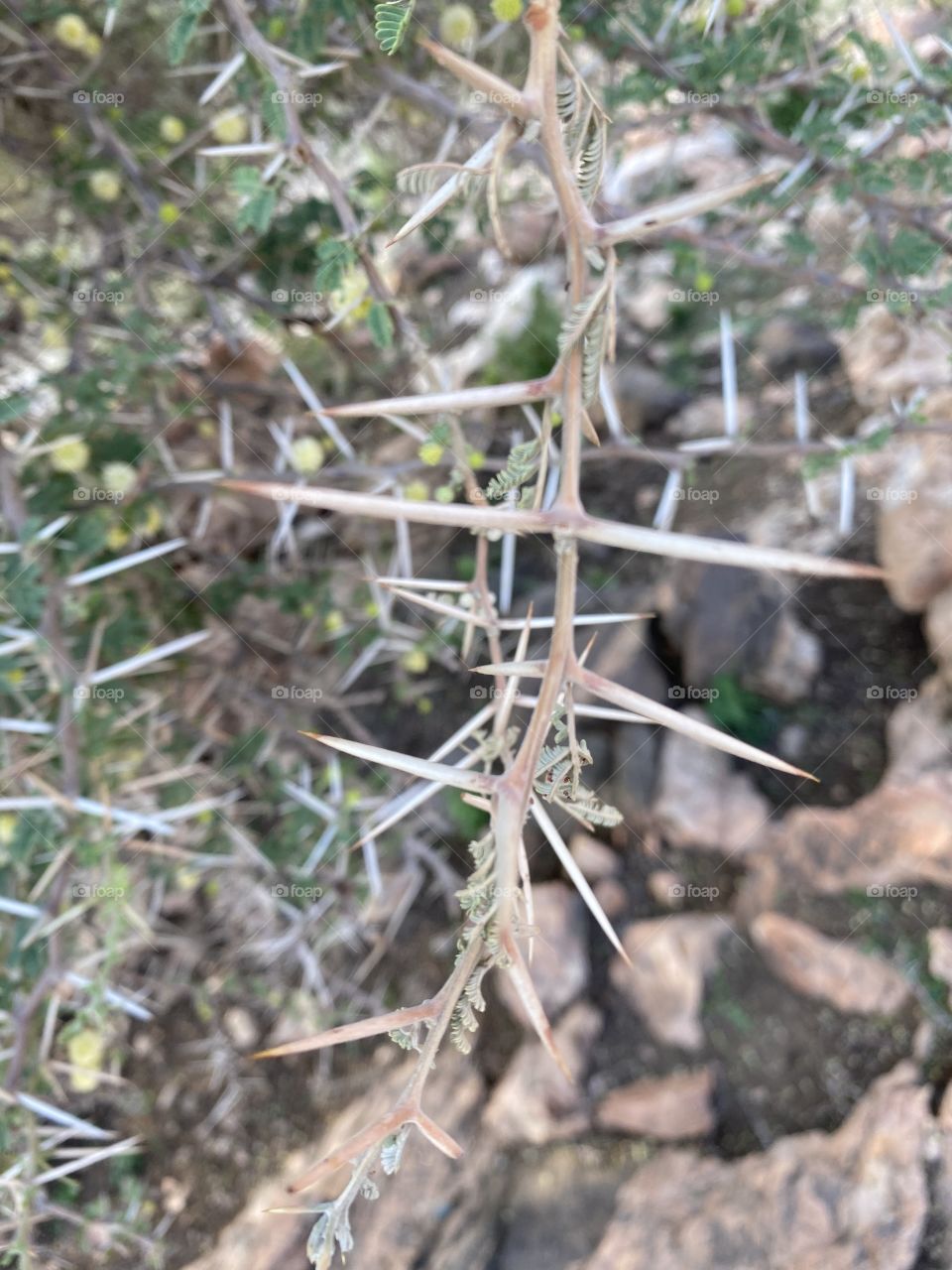 Taif mountains ⛰ rocks ,desert , amazing herbal 