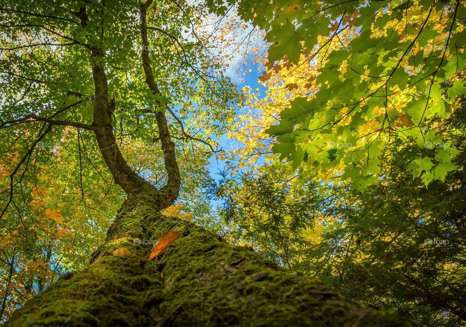Moss on tree trunk at autumn with blue sky, horizontal