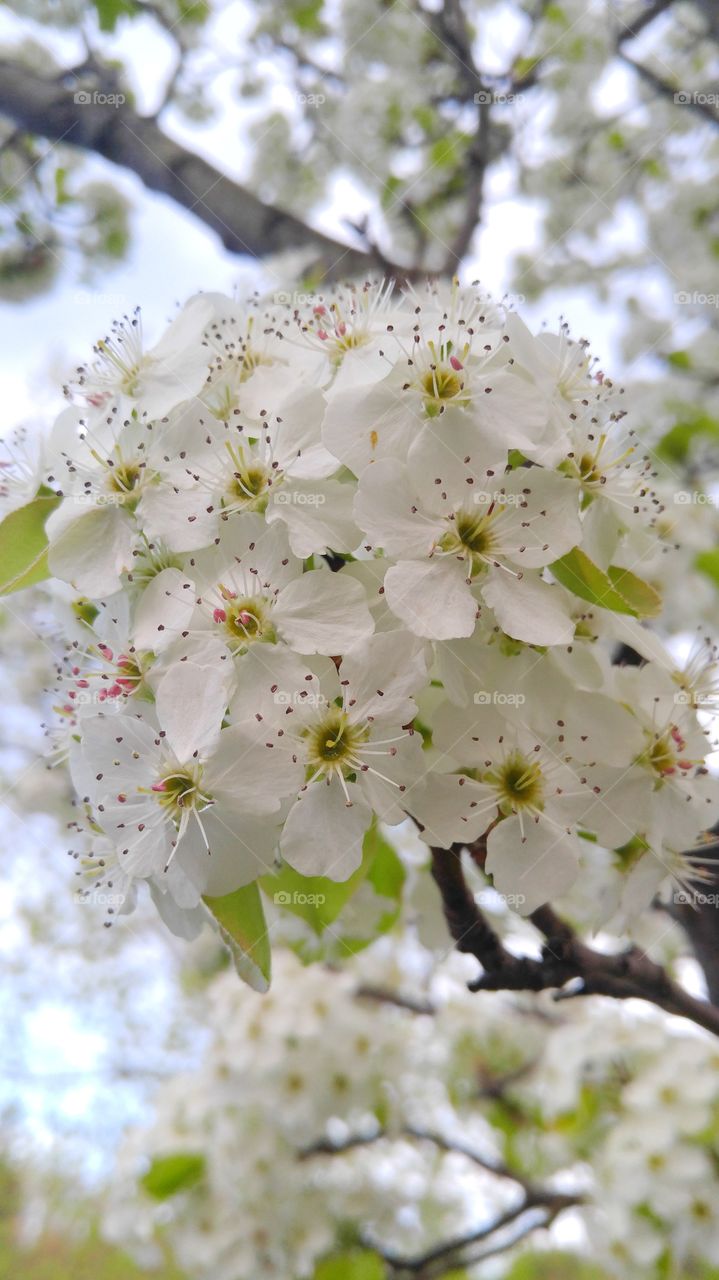White Flowering Crabapple Tree
