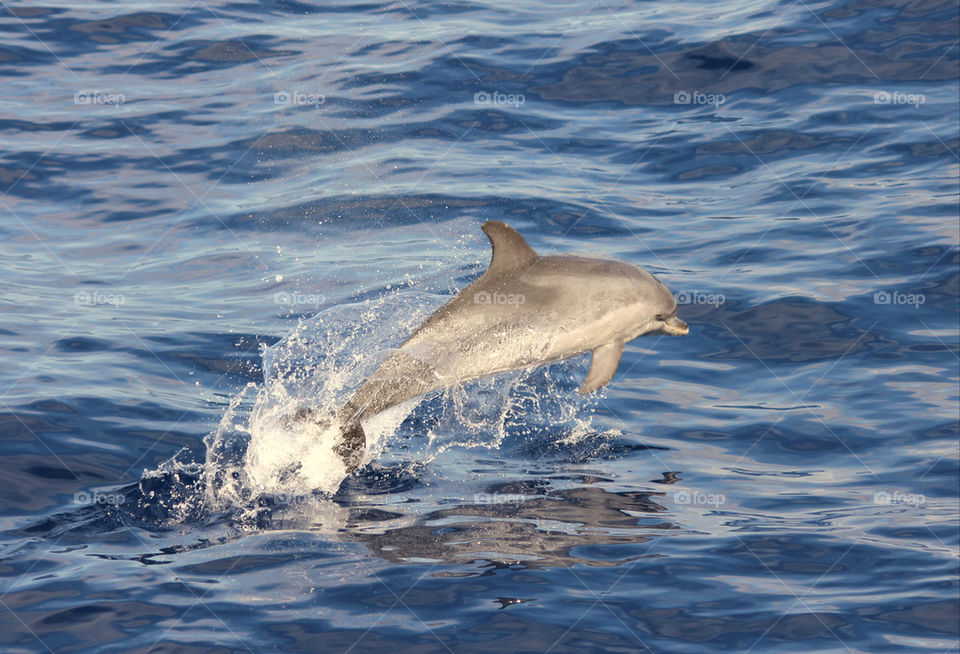 blue sea dolphin by ravanti