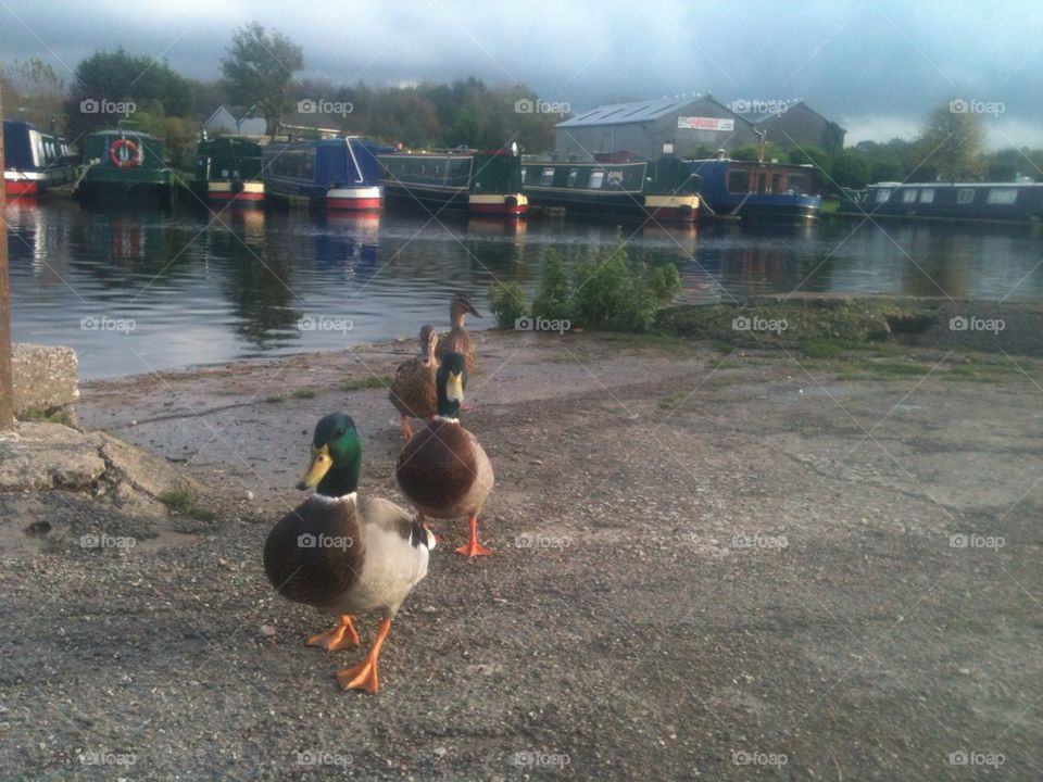 Duck and canal